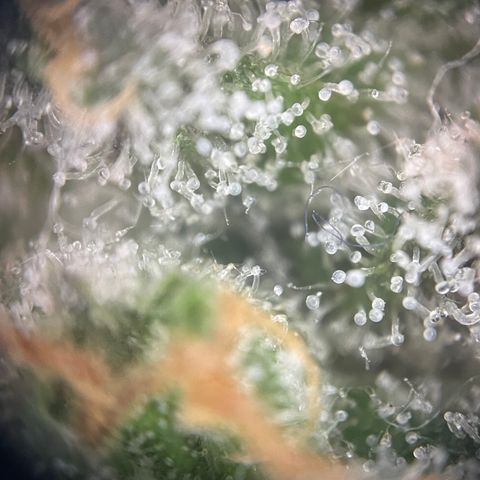 N lights #2 growlog timeline photo