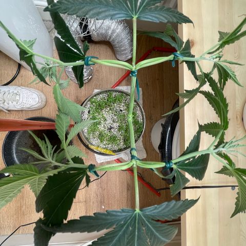 Zkittles growlog timeline photo