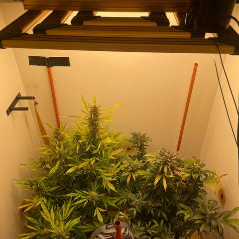 N lights #2 growlog timeline photo