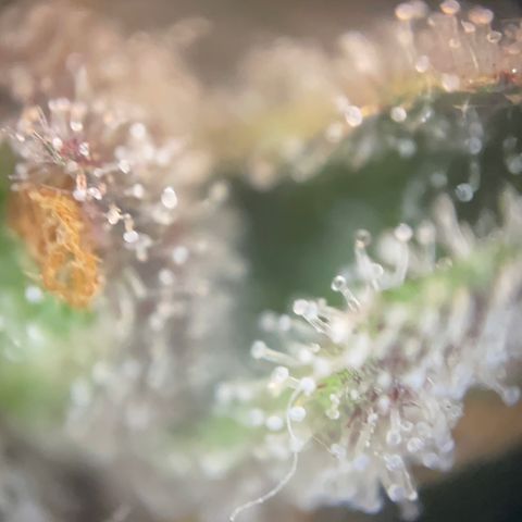 N lights #2 growlog timeline photo
