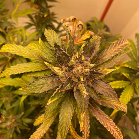 N lights #2 growlog timeline photo