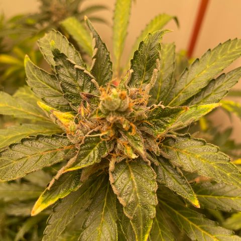 N lights #2 growlog timeline photo
