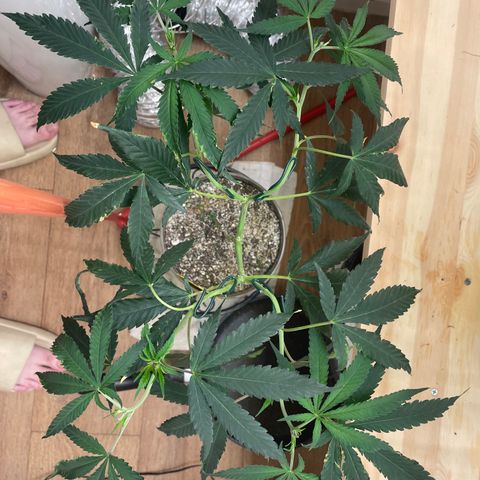 Zkittles growlog timeline photo
