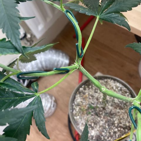 Zkittles growlog timeline photo