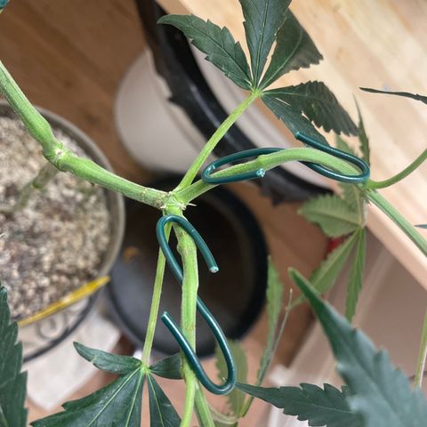 Zkittles growlog timeline photo