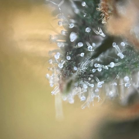 N lights #2 growlog timeline photo