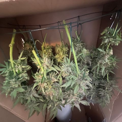 N lights #2 growlog timeline photo