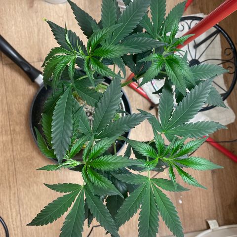 Zkittles growlog timeline photo