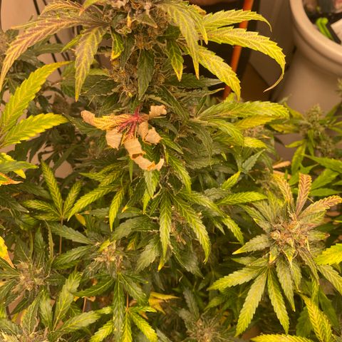 N lights #2 growlog timeline photo