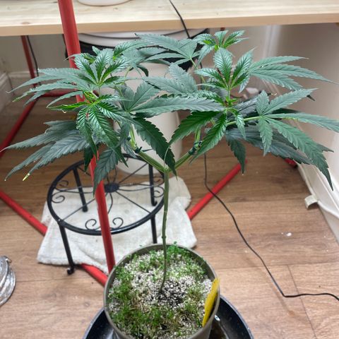 Zkittles growlog timeline photo