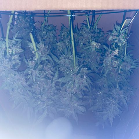 N lights #2 growlog timeline photo