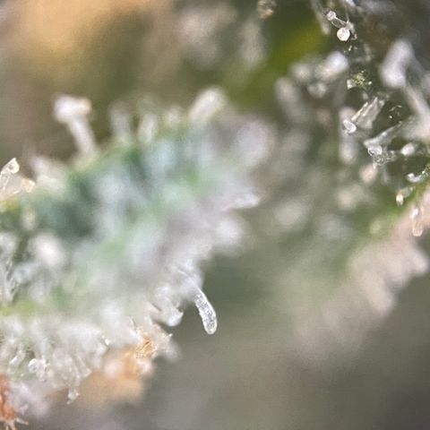 N lights #2 growlog timeline photo