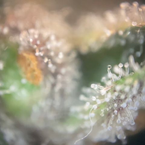 N lights #2 growlog timeline photo