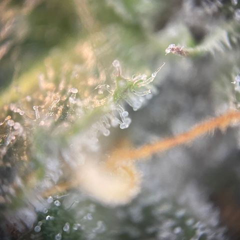 N lights #2 growlog timeline photo