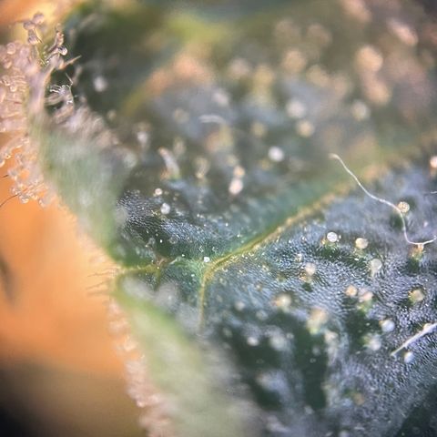 N lights #2 growlog timeline photo