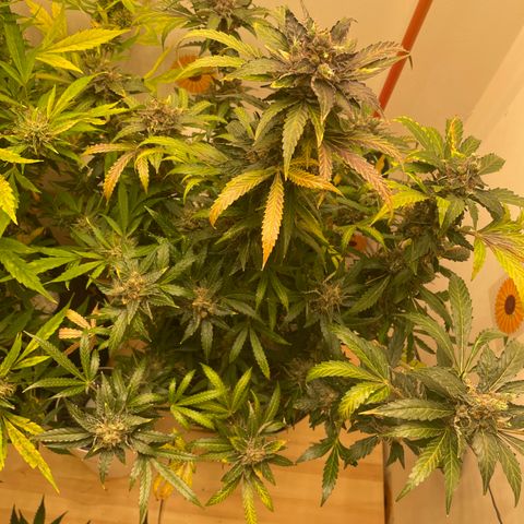 N lights #2 growlog timeline photo