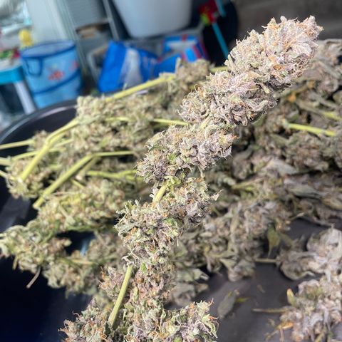 N lights #2 growlog timeline photo