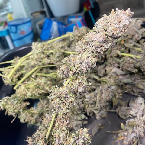 N lights #2 growlog timeline photo
