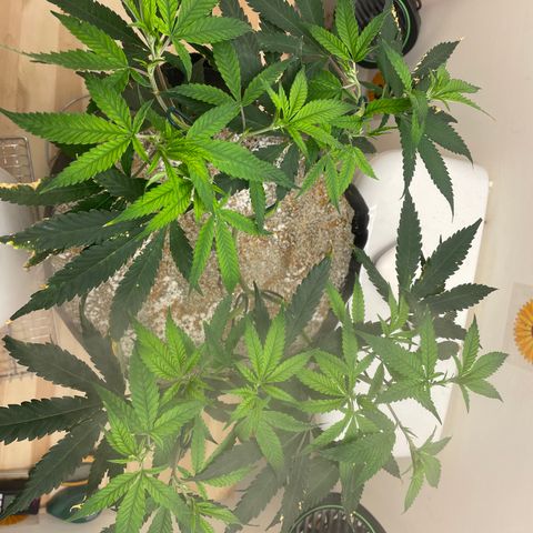 Zkittles growlog timeline photo