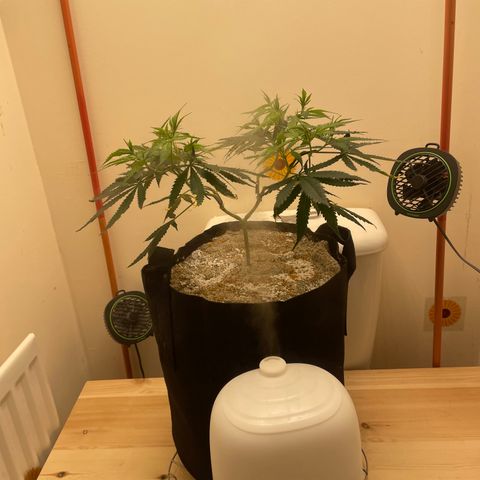 Zkittles growlog timeline photo