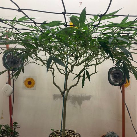 Zkittles growlog timeline photo