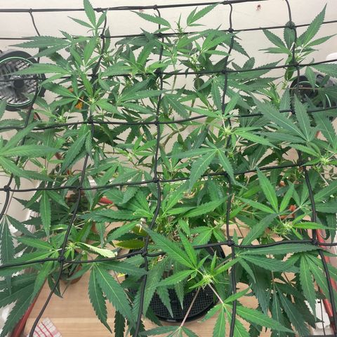 Zkittles growlog timeline photo