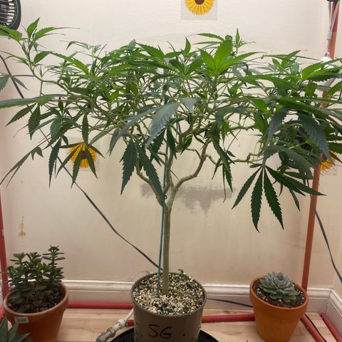 Zkittles growlog timeline photo