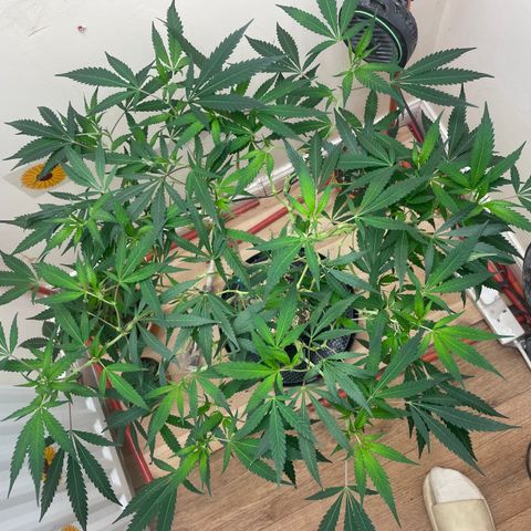 Zkittles growlog timeline photo