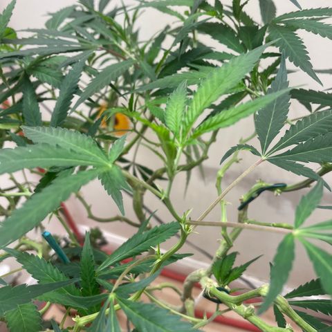 Zkittles growlog timeline photo