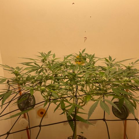 Zkittles growlog timeline photo