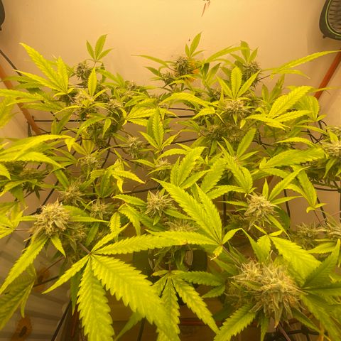 Zkittles growlog timeline photo