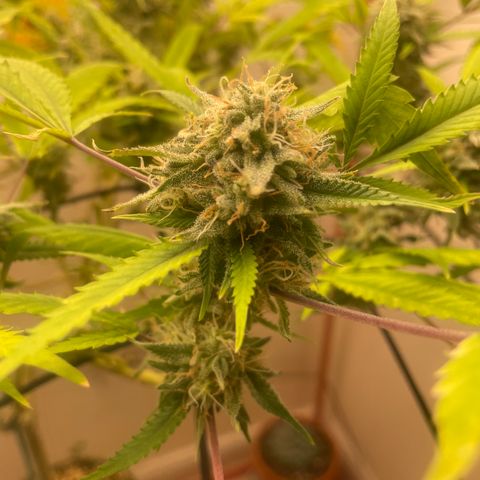 Zkittles growlog timeline photo