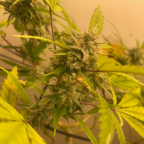 Zkittles growlog timeline photo