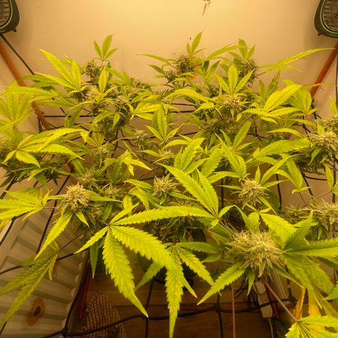 Zkittles growlog timeline photo