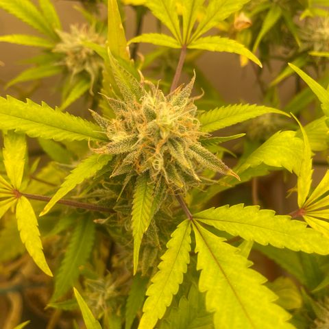 Zkittles growlog timeline photo