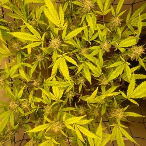 Zkittles growlog timeline photo