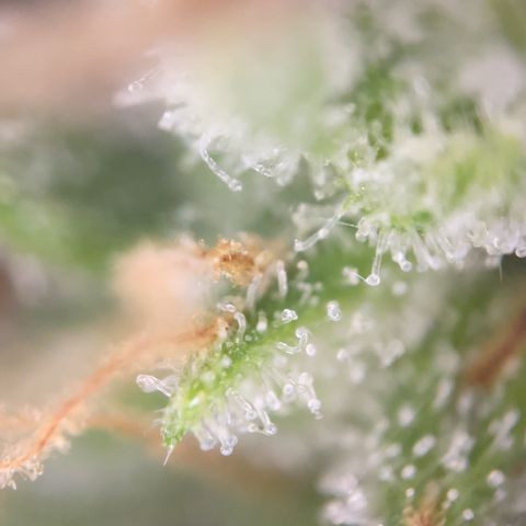 Zkittles growlog timeline photo