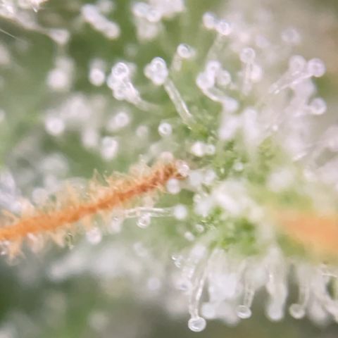 Zkittles growlog timeline photo