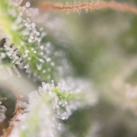Zkittles growlog timeline photo