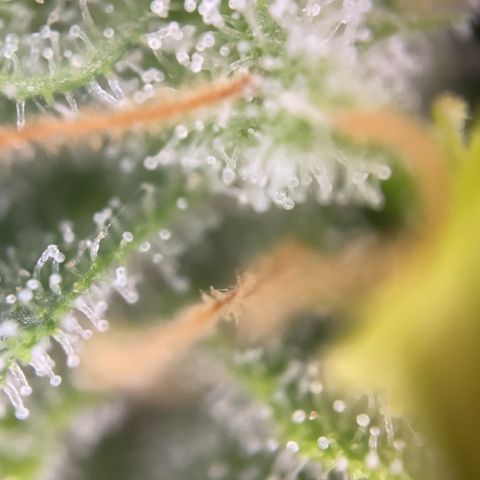 Zkittles growlog timeline photo
