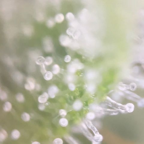 Zkittles growlog timeline photo