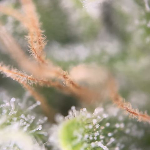 Zkittles growlog timeline photo