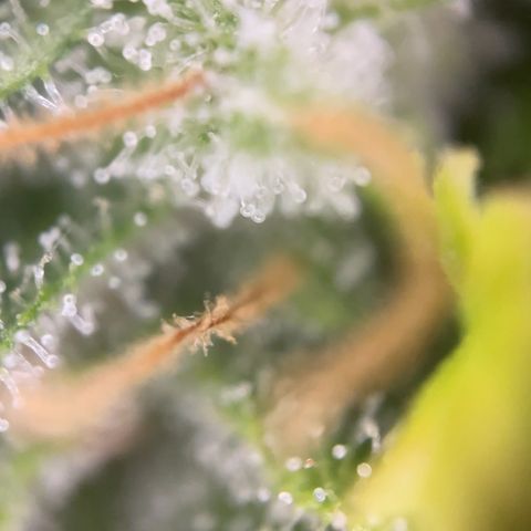 Zkittles growlog timeline photo