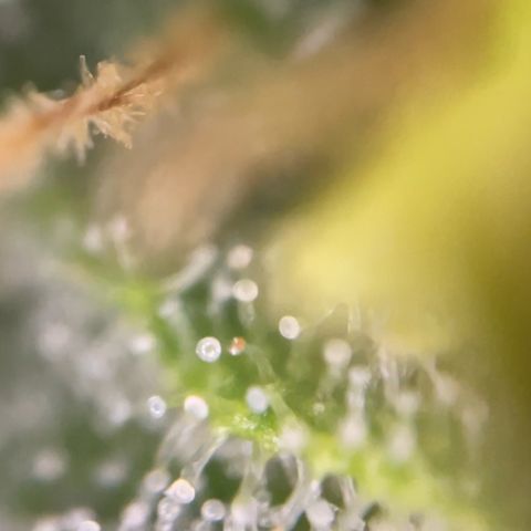 Zkittles growlog timeline photo