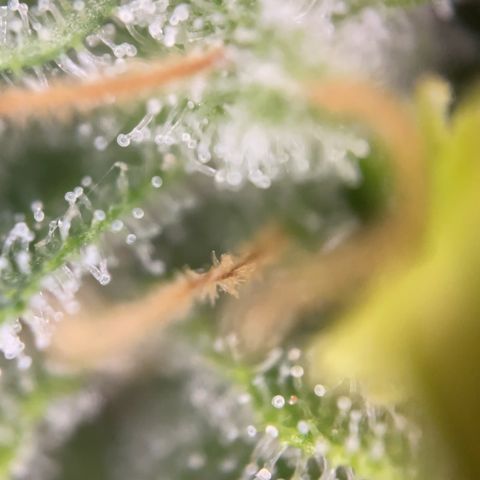 Zkittles growlog timeline photo