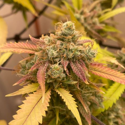 Zkittles growlog timeline photo