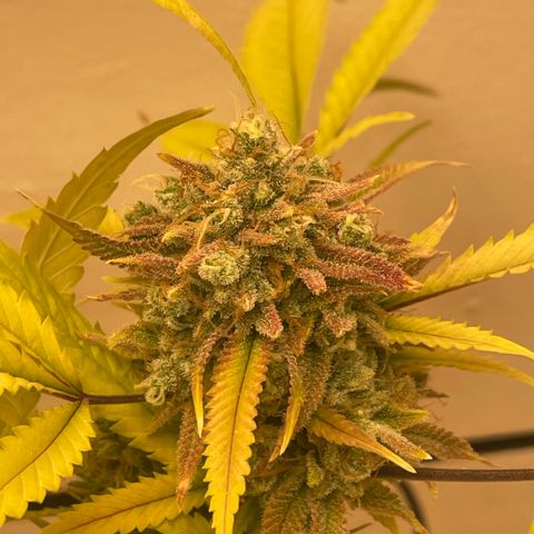 Zkittles growlog timeline photo