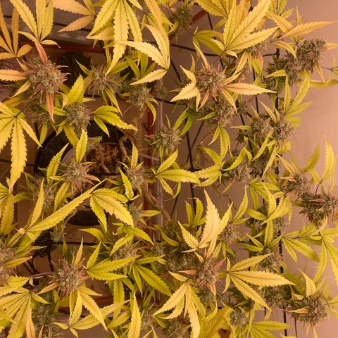 Zkittles growlog timeline photo