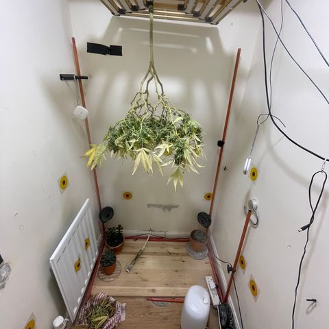 Zkittles growlog timeline photo