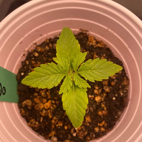 obg kush #1 growlog timeline photo